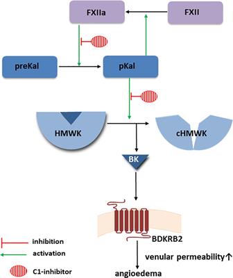 Mast cell degranulation and bradykinin-induced angioedema - searching for the missing link